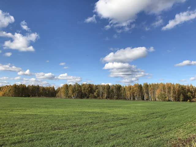 A green field in autumn